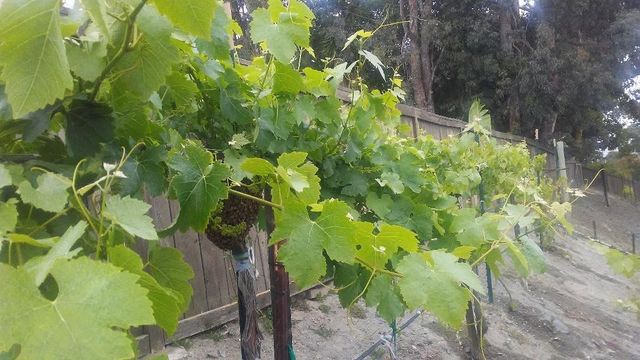 Green grapevine growing on a trellis beside a path in a garden or vineyard.