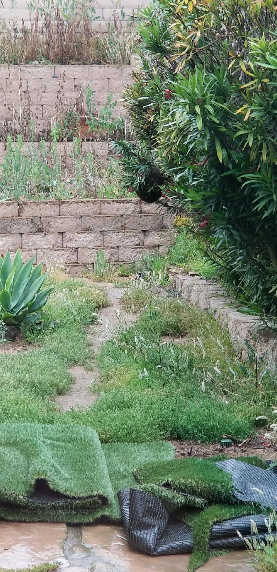 Small garden with green shrubs, stepping stones, terraced brick wall, and leafy plants.