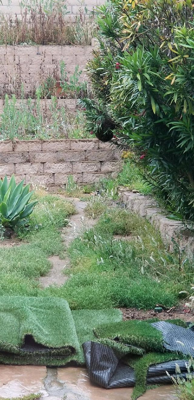 Small overgrown garden with grass, stone retaining wall, and dense shrubs.