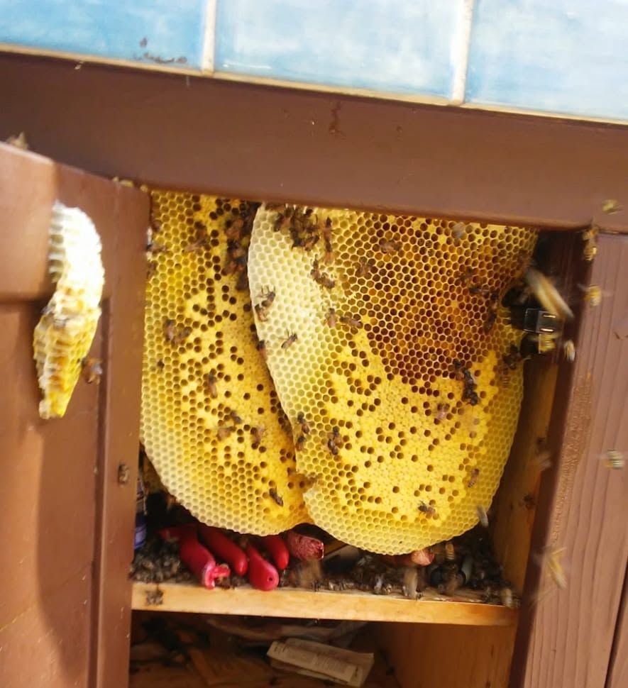 Beehive with yellow honeycomb and clustered bees in a wooden box.