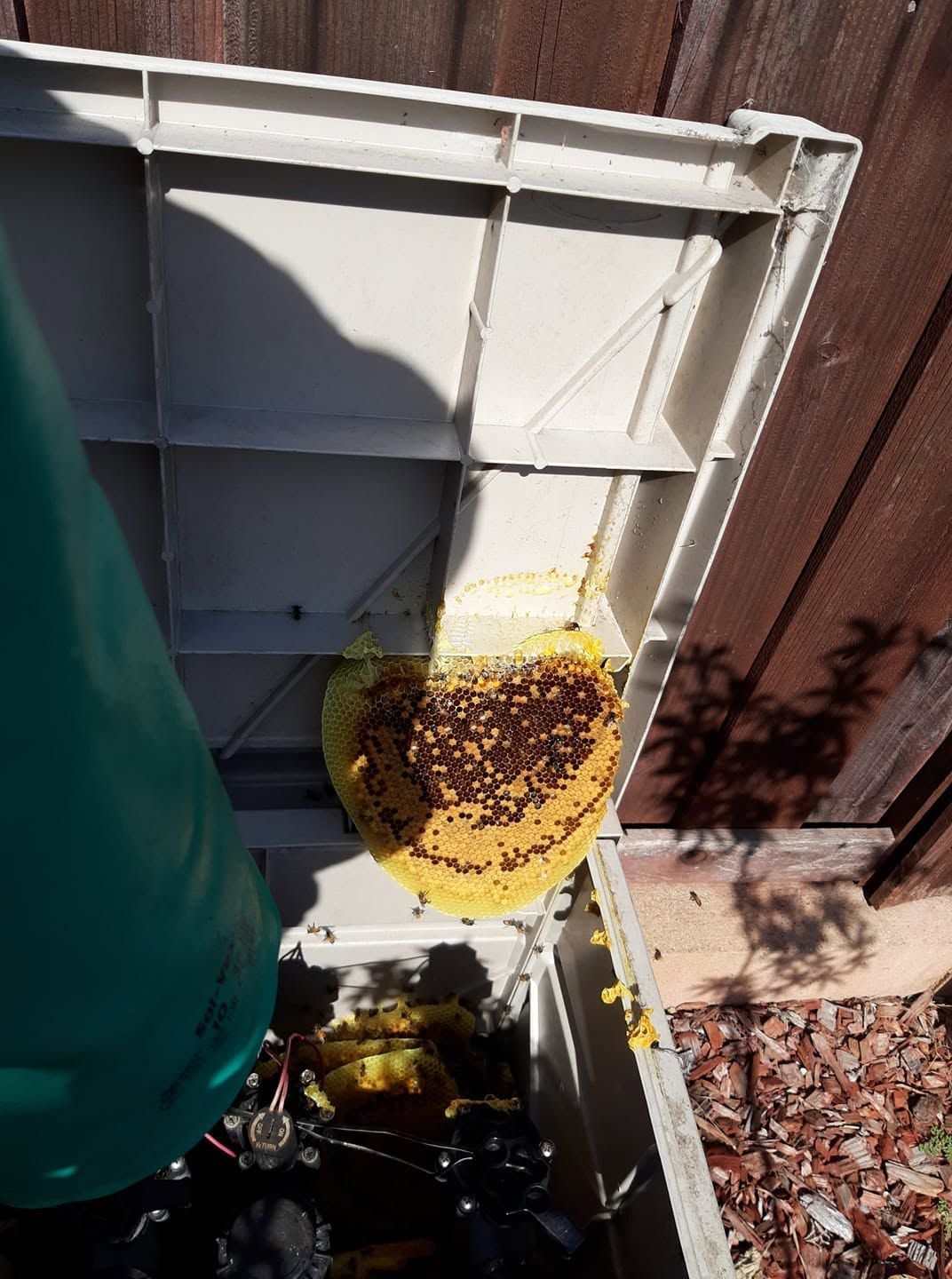 Yellow bee swarm clustered on a hanging comb inside a white box beside a wooden fence