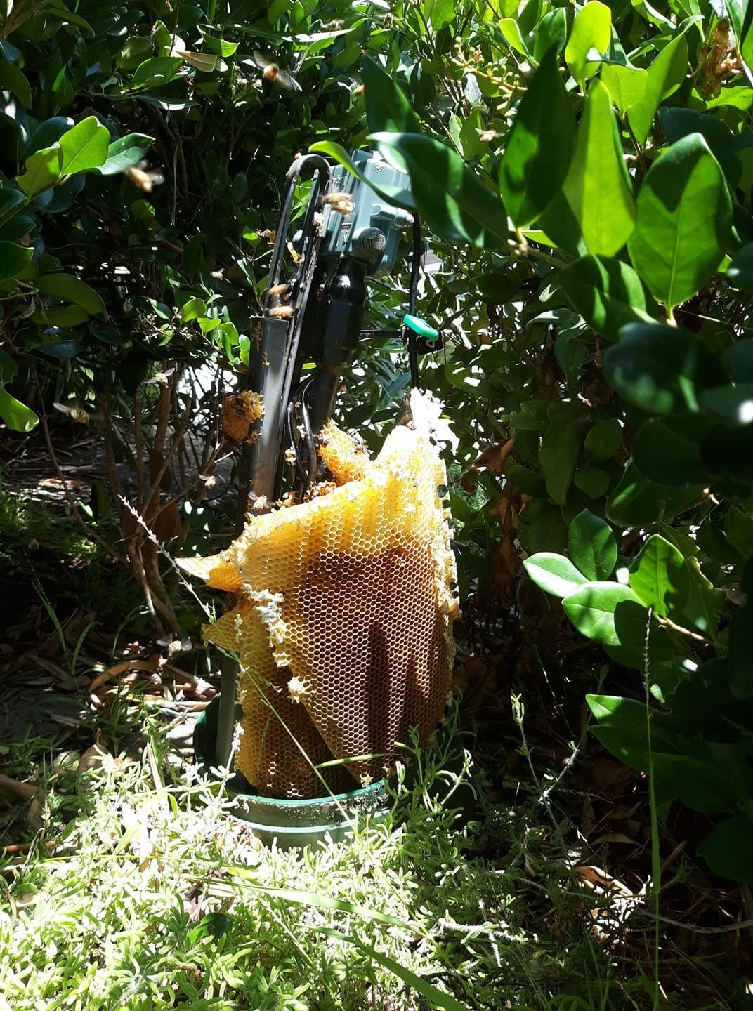 Honeycomb hanging in a metal bucket among green foliage