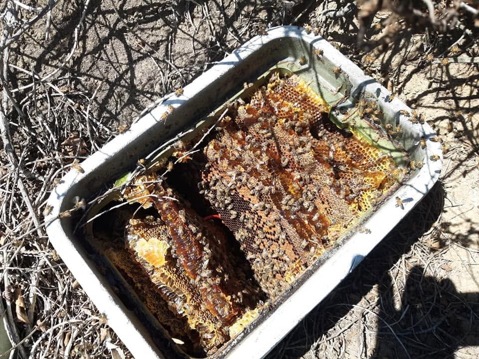 Rusty metal trap box in dry grass, filled with debris and brown, decayed material.