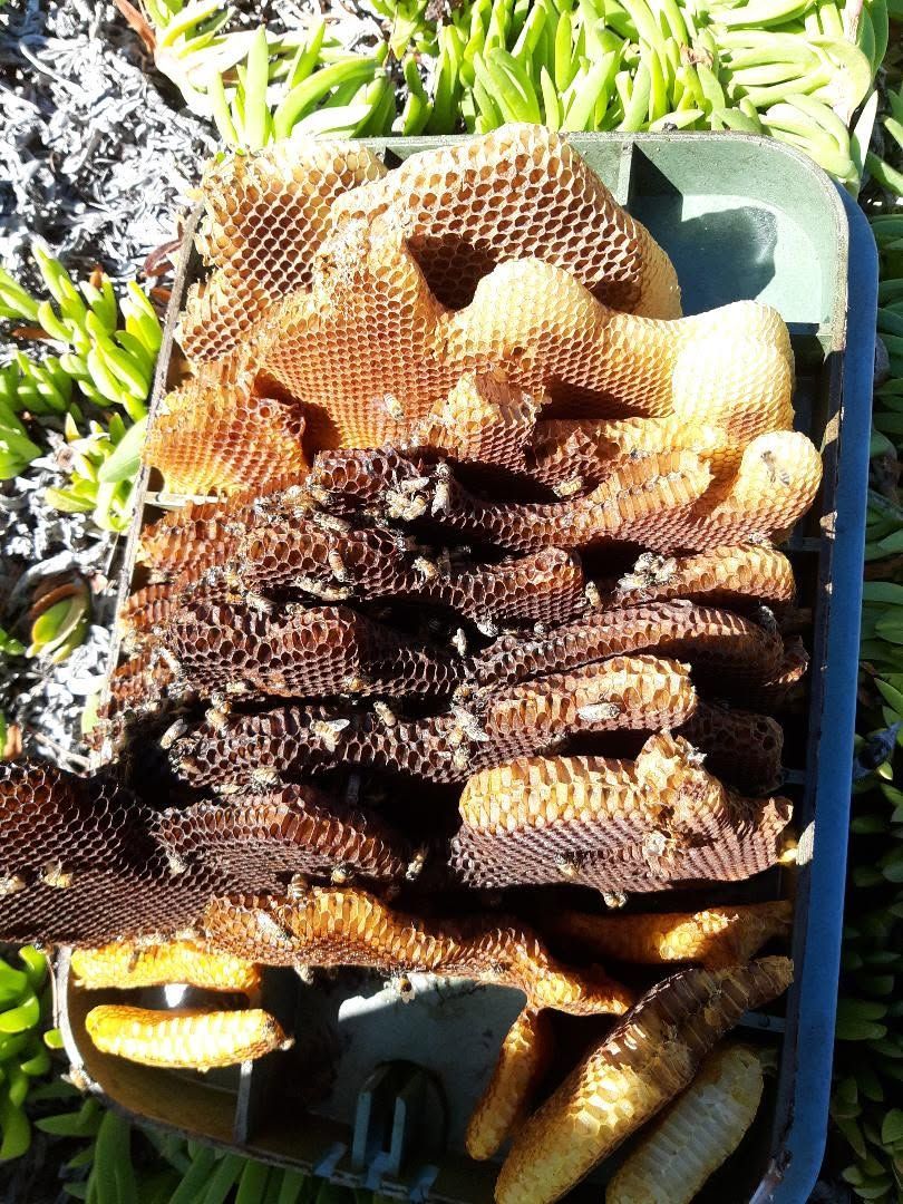 Basket of fresh honeycomb sections in a garden setting, with greenery in the background