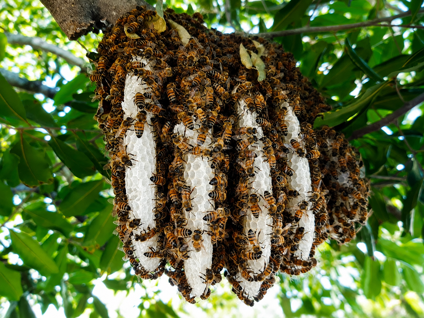A swarm of bees clustered around a hanging honeycomb on a tree branch.