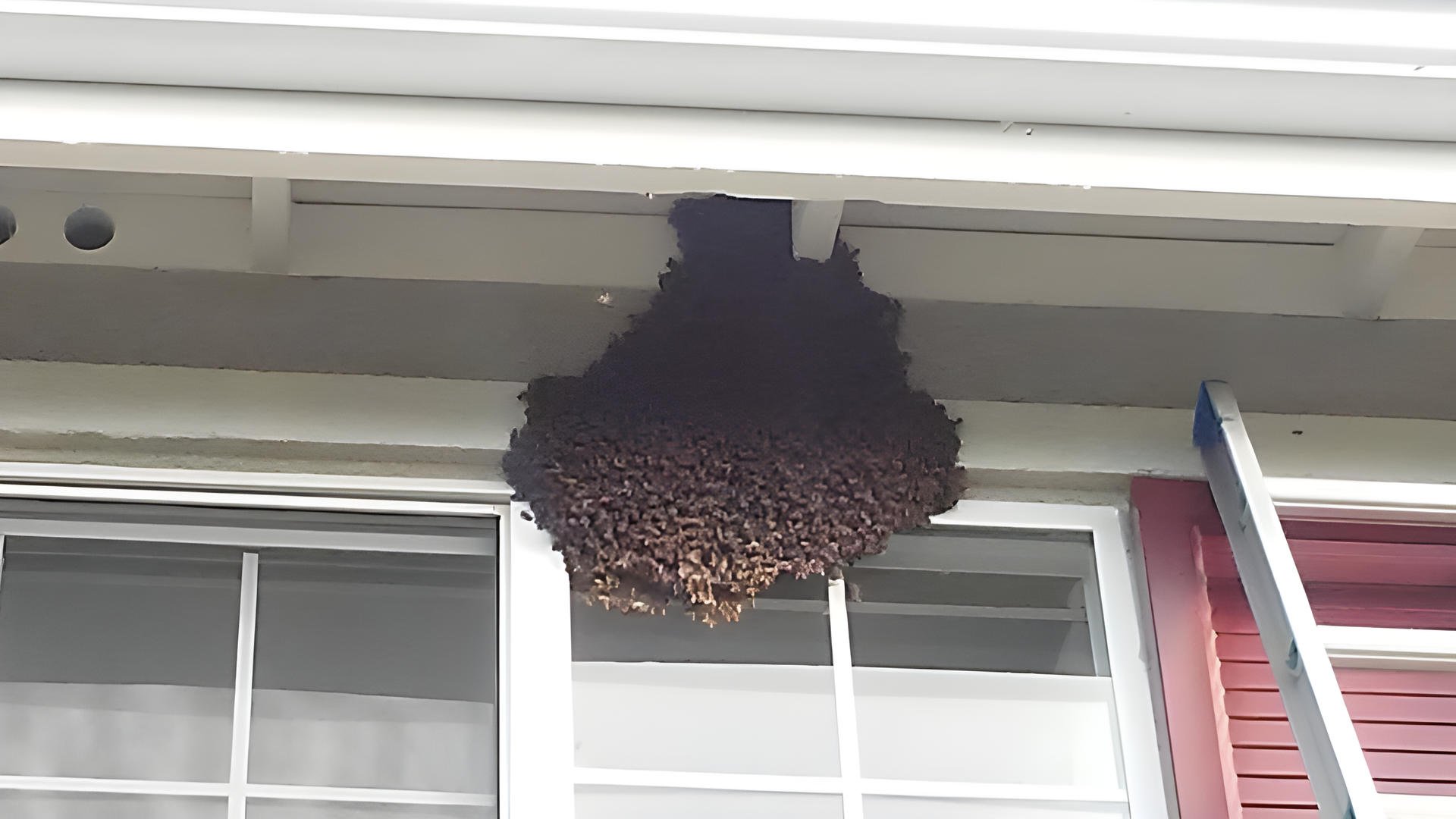 A swarm of bees clustered under the edge of a red rooftop panel