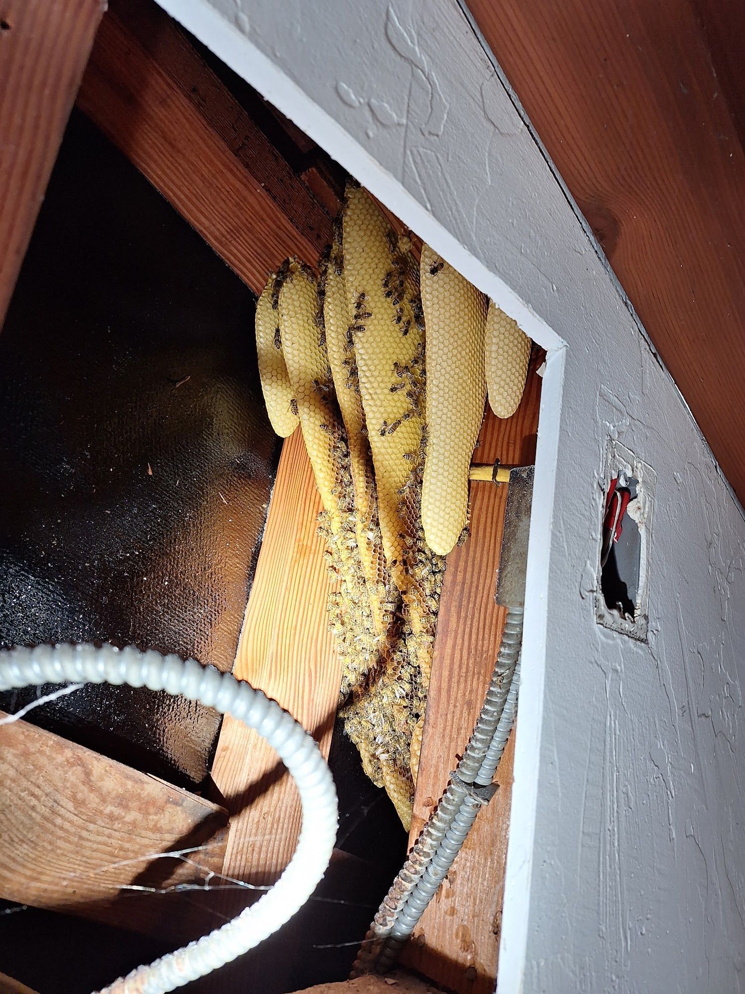 Honeycomb with yellow-and-black striped bees clustered inside a wooden roof cavity.