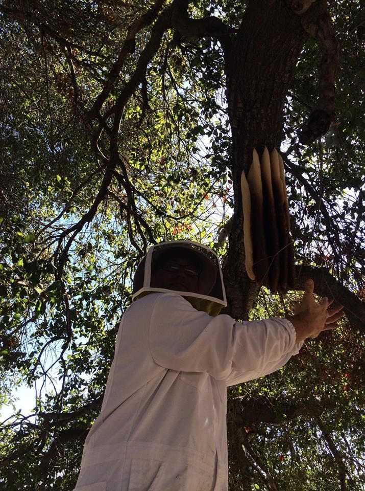 Person in a white shirt reaching up toward hanging objects in a leafy tree canopy outdoors