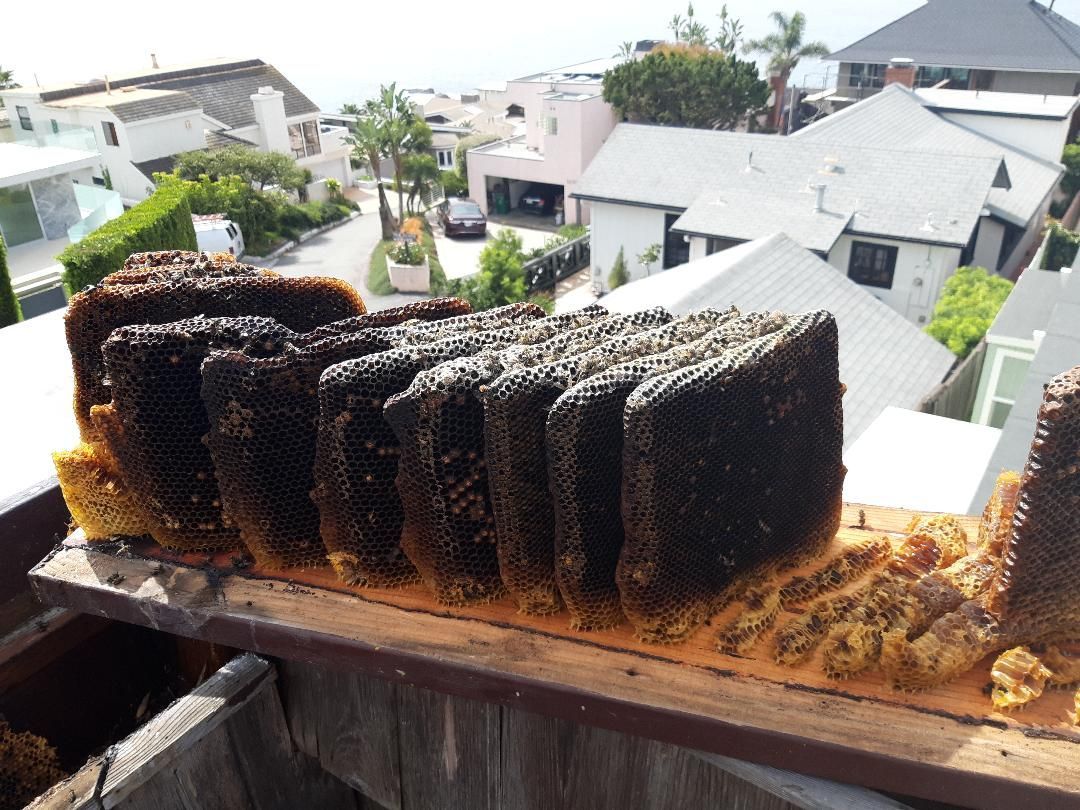 Charred beehive honeycomb sitting on a wooden board with houses in the background