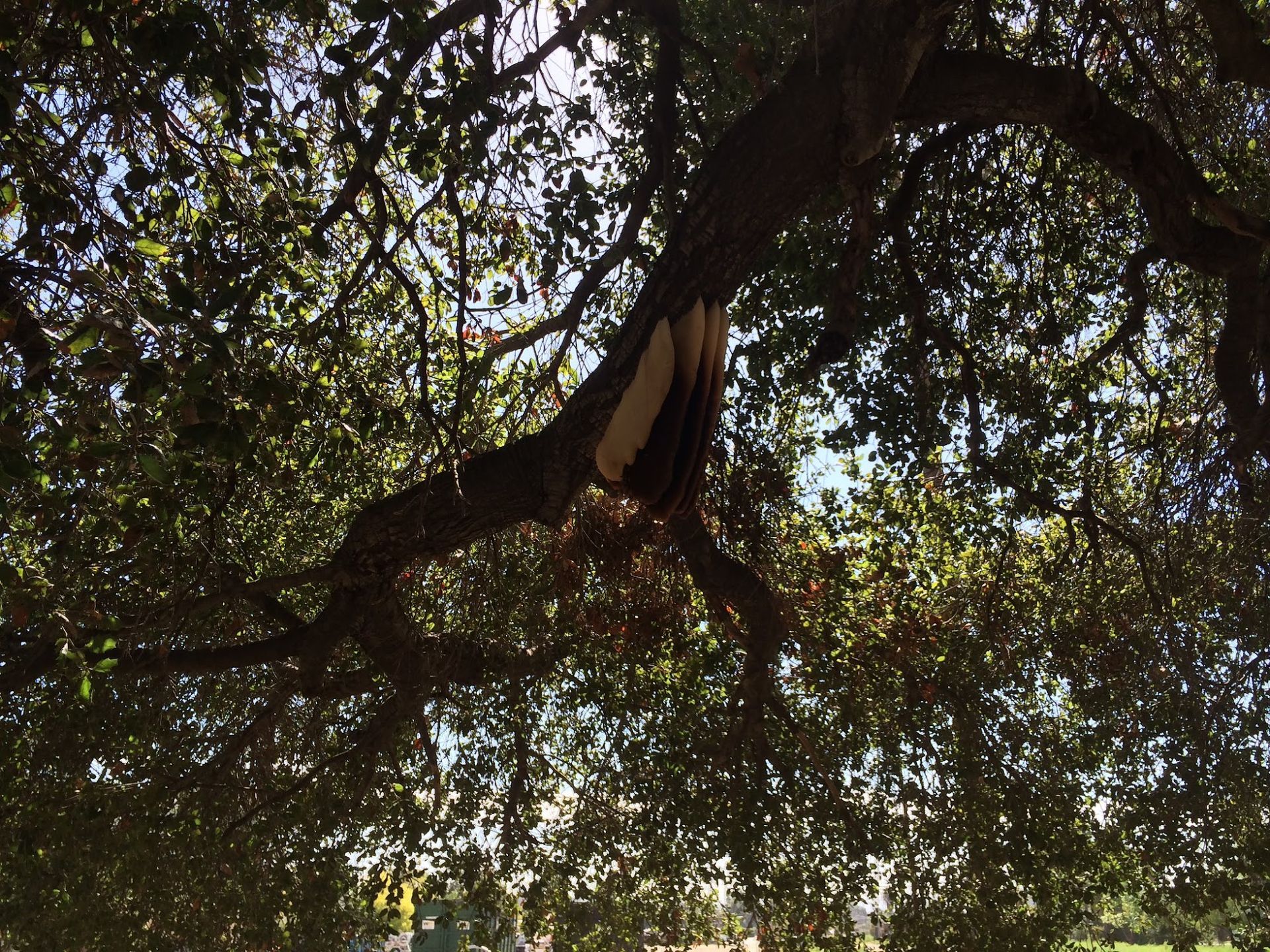 Dense tree canopy with a hanging bat-like shape in the branches against a bright sky