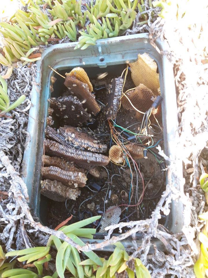 Open electrical box with exposed wires and rusted components in grass