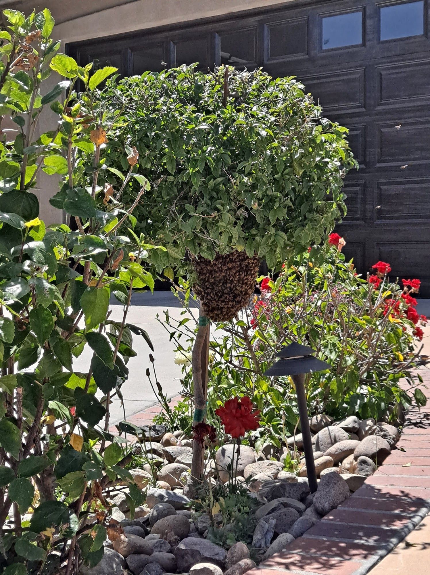 Backyard garden with a topiary tree, red flowers, and a rock border in front of a dark garage door
