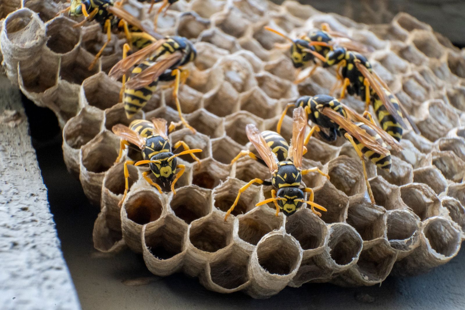 Paper wasp nest with several yellow-and-black wasps on hexagonal cells