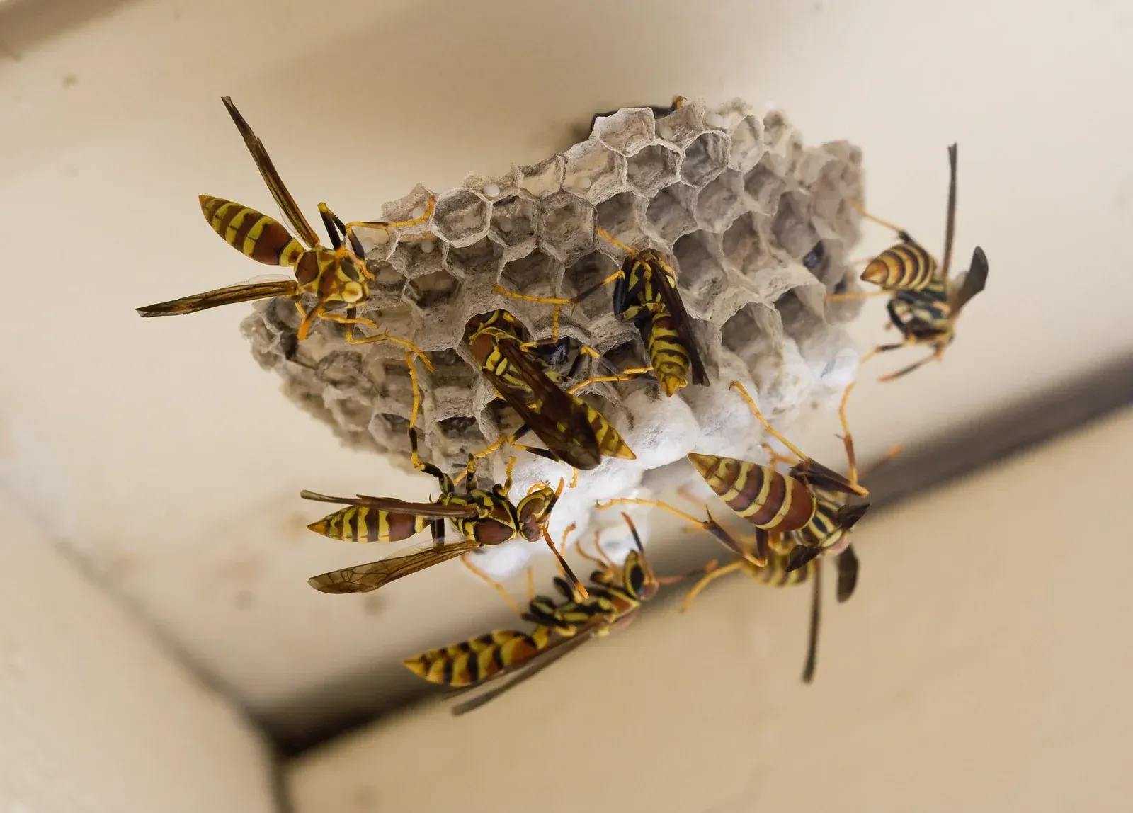 Paper wasp nest with several wasps on a ceiling corner