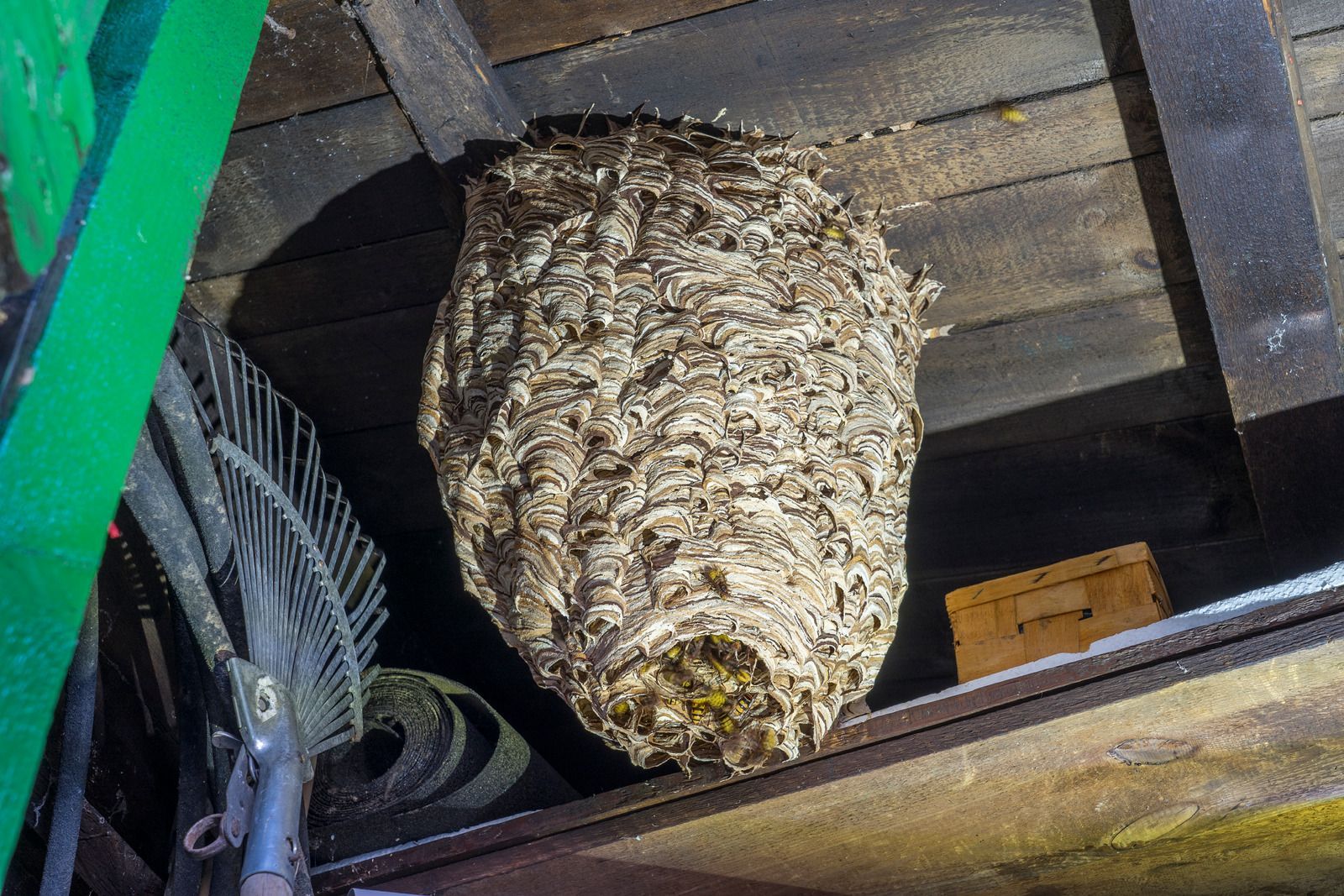 Large wasp nest hanging under a wooden roof beam near tools and a box