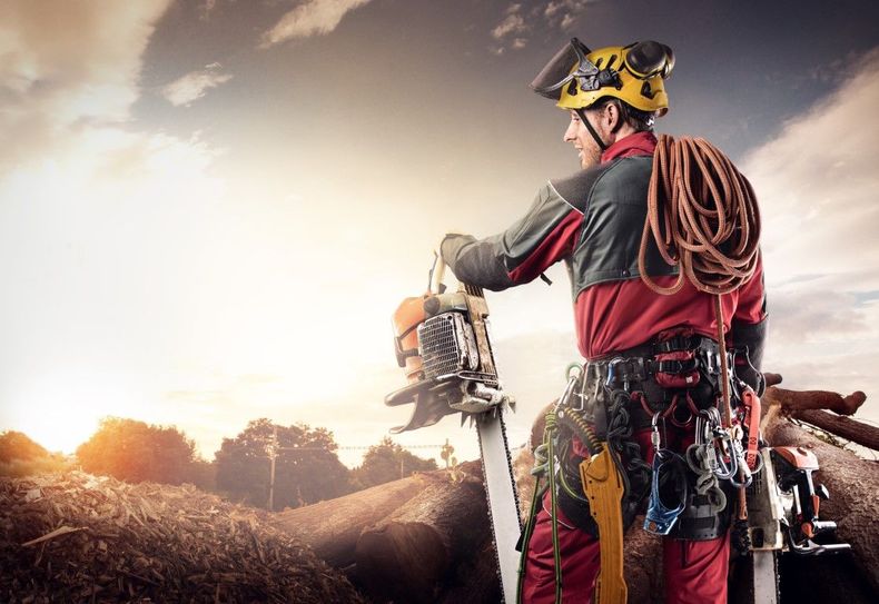 Tree worker in safety gear using a chainsaw on a fallen trunk at sunset