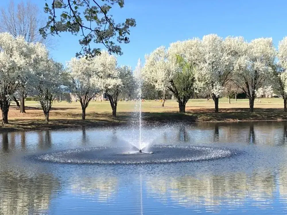 Park pond with a fountain and blooming white trees along the shore under a blue sky