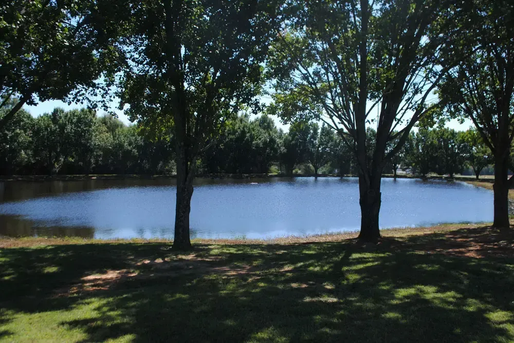 Tree-lined pond with calm water and grassy shore in sunlight