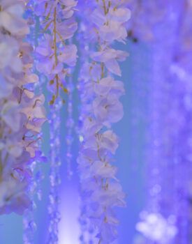 A close up of purple flowers hanging from a tree with a blue background.