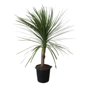 pianta