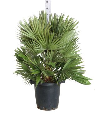 pianta