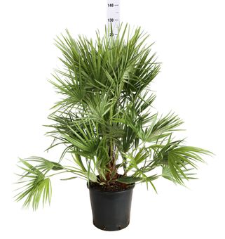pianta