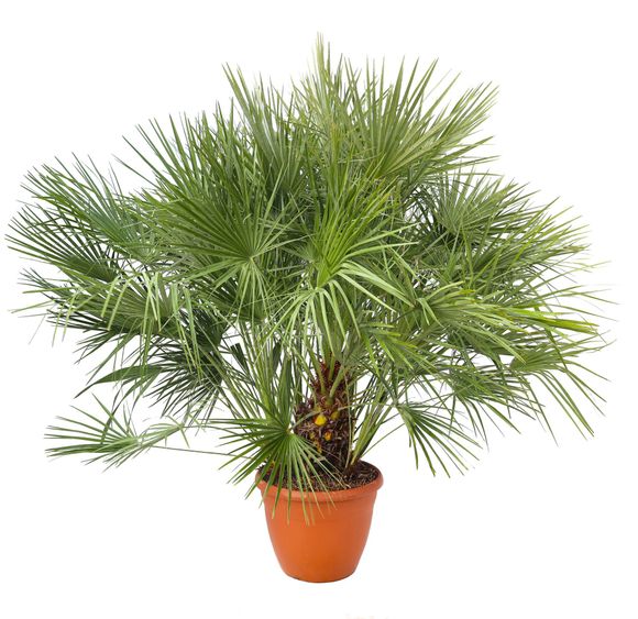 Topfpalme