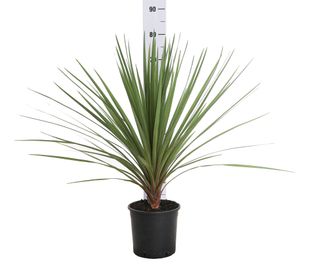 pianta