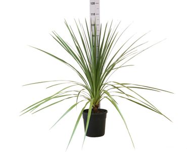 pianta