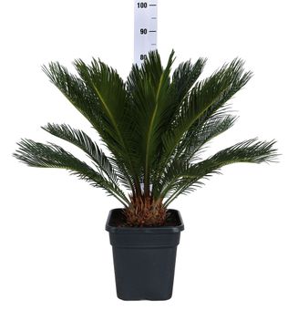 pianta