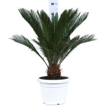 pianta