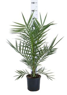 pianta