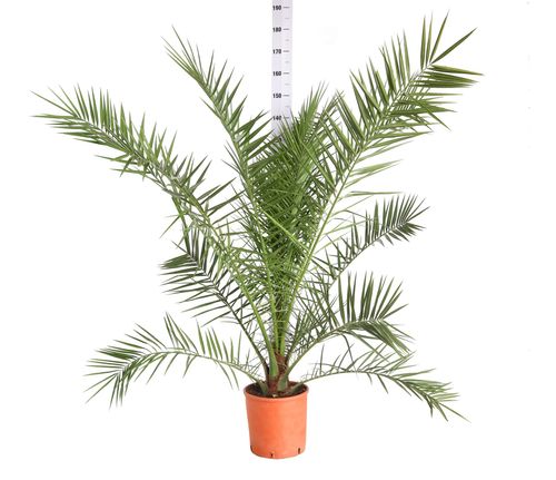 pianta