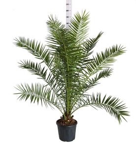 pianta