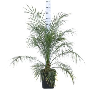 pianta