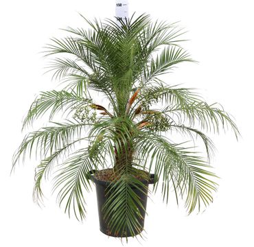 pianta