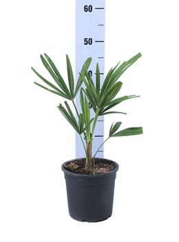 pianta