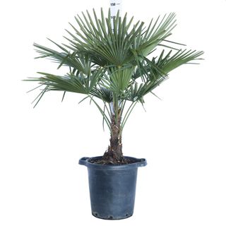pianta