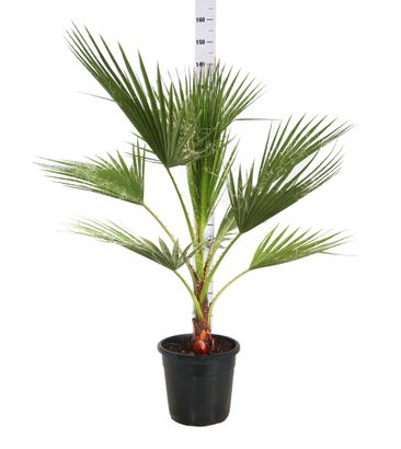 pianta