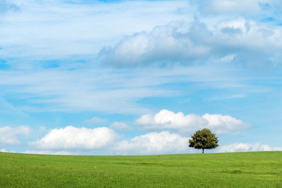 Paesaggio con albero