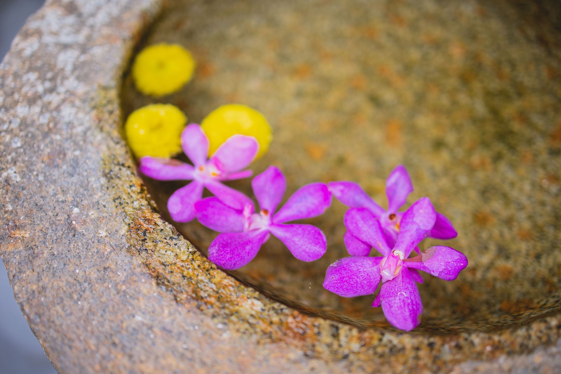 Borrego Wellness photo