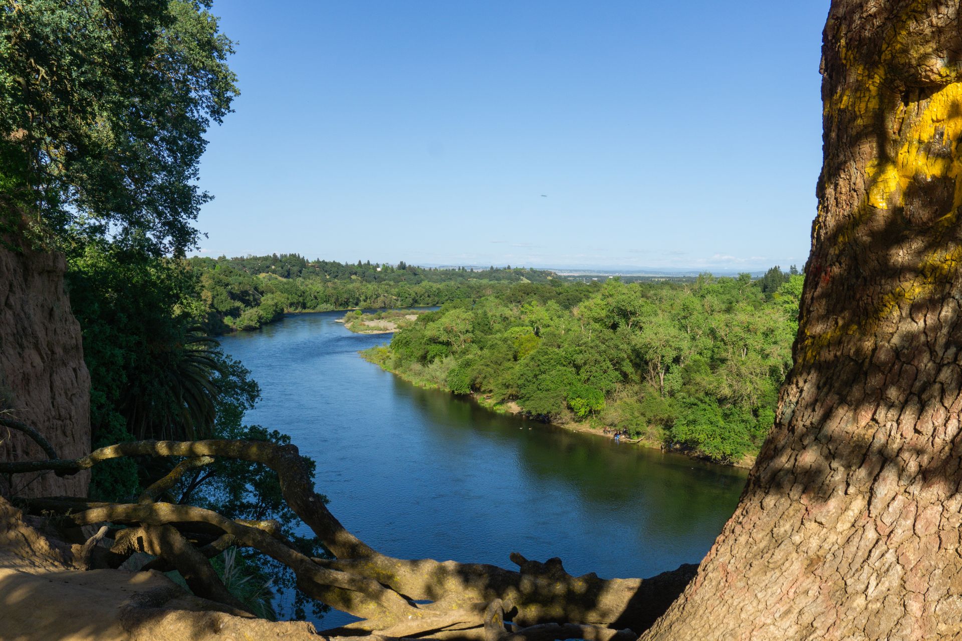 A river surrounded by trees on a sunny day