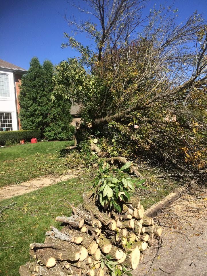 Pile of cut logs beside a leaning tree on a sunny lawn next to a house