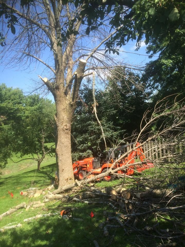 Tractor and fallen branches under a large tree in a sunny, wooded area