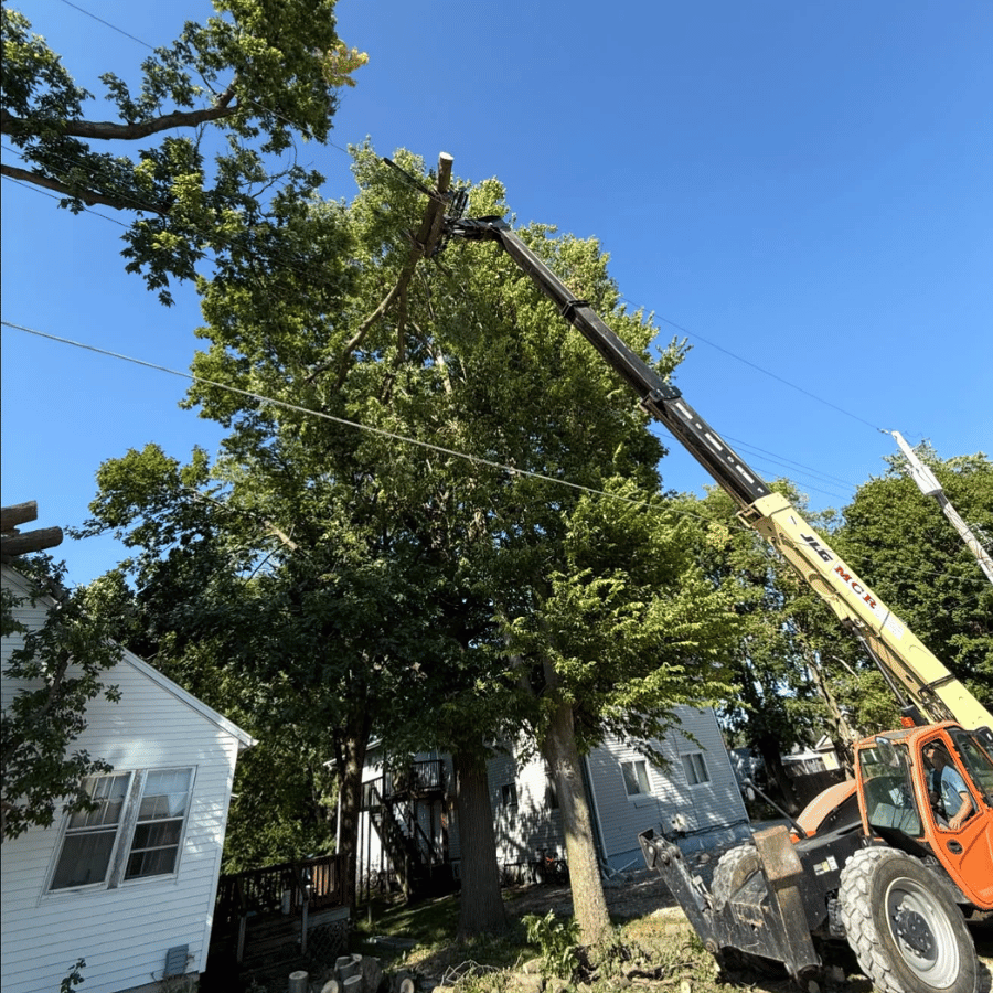 Tree being trimmed by a crane beside a house on a sunny day