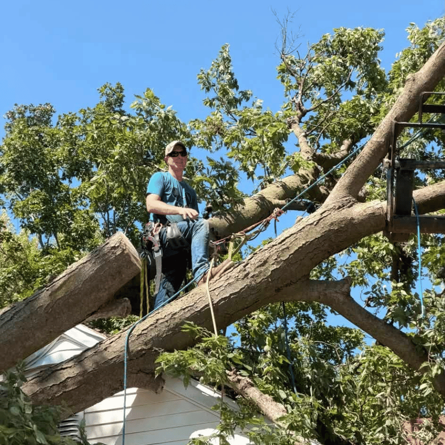 Person standing on a large fallen tree branch with ropes, working above a house after storm damage