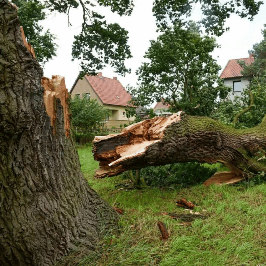 A large tree lies broken on green grass, with houses in the background, highlighting storm damage in a residential area.