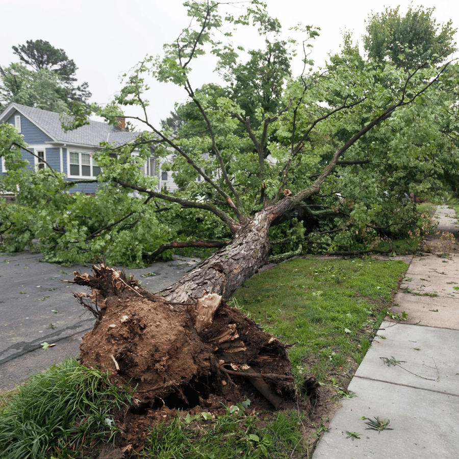 A large tree uprooted by a storm lies across a suburban street, blocking the road and sidewalk near a blue house.