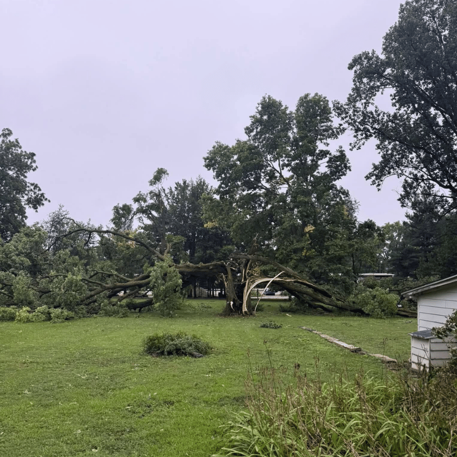 A large tree lies uprooted on a green lawn, with branches scattered. Overcast sky and nearby house visible in the background.