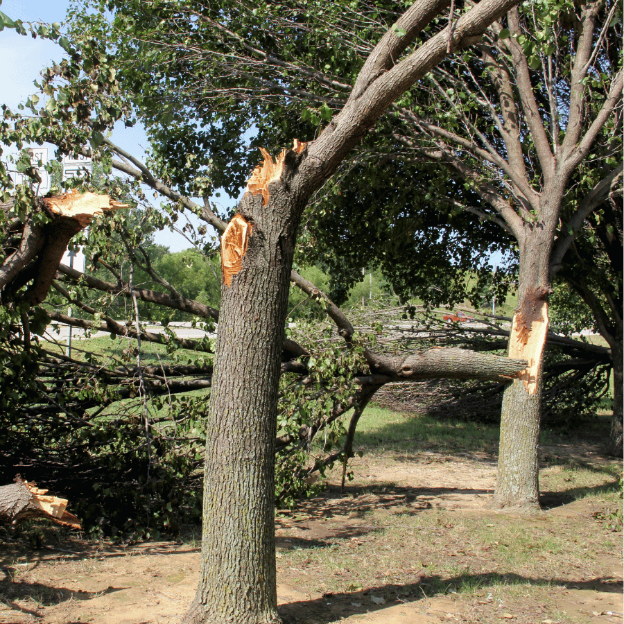 Fallen tree branches with broken trunks in a park, showing damage from a storm. Bright sunlight highlights the scene.